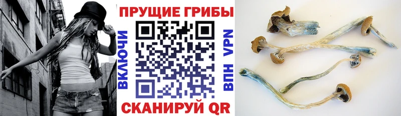 Купить где  Мамоново  Псилоцибиновые грибы GOLDEN TEACHER 